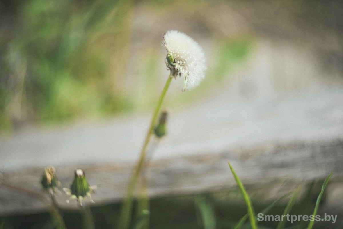 Май испытывает белорусов холодом 