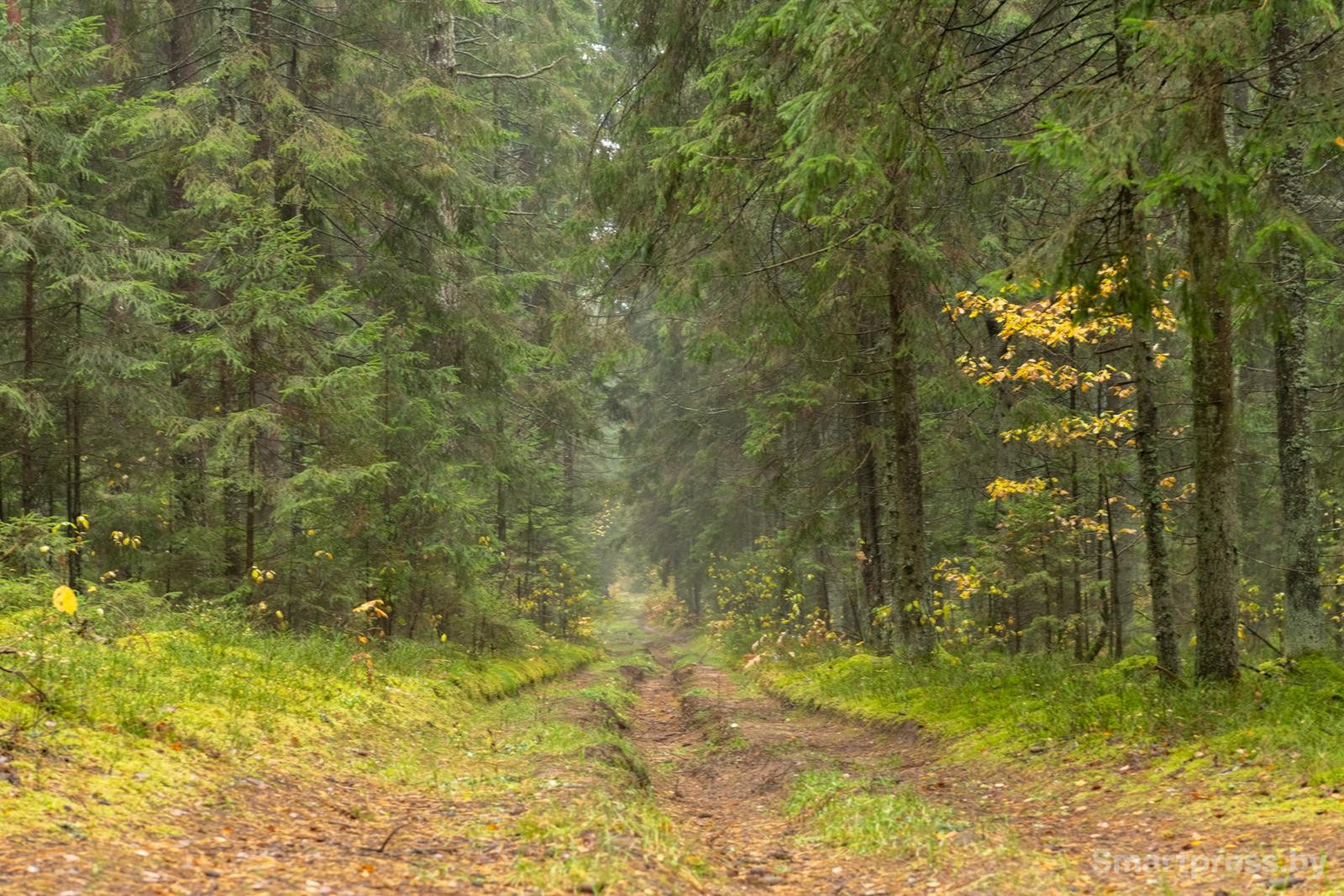25-Тропинка в сосновом лесу.jpg