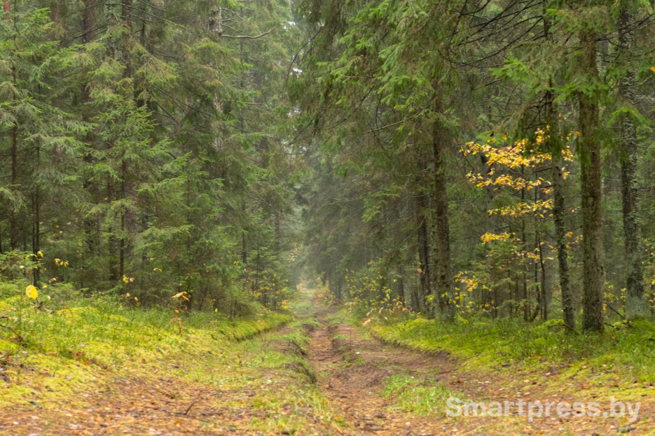 25-Тропинка в сосновом лесу.jpg