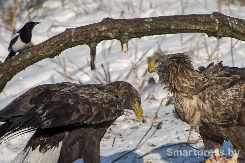 9-Орланы и сорока.jpg 9-Орланы и сорока.jpg