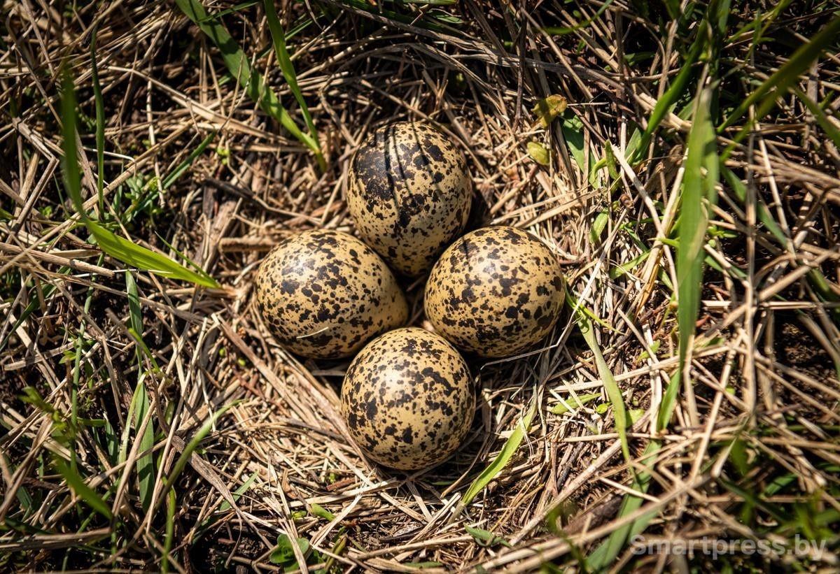 14-Яйца травника.jpg