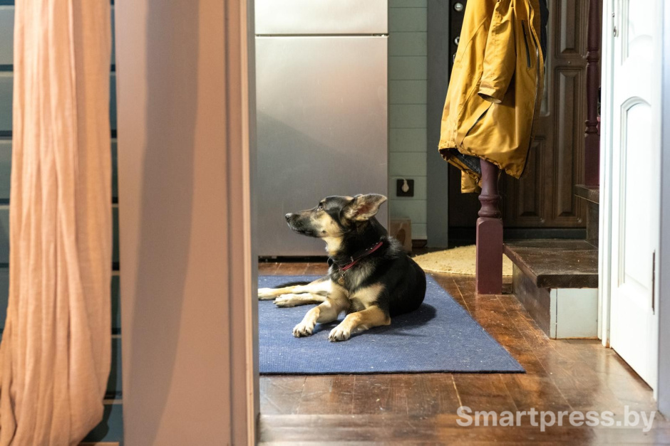 4-Собака Руна из приюта для животных.jpg