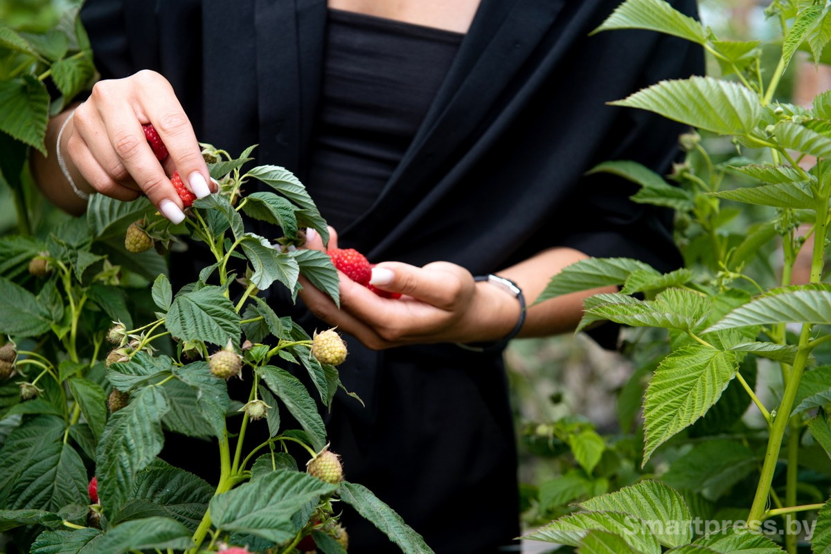 13-Плантации с ягодами в хозяйстве АгроЯгодка.jpg