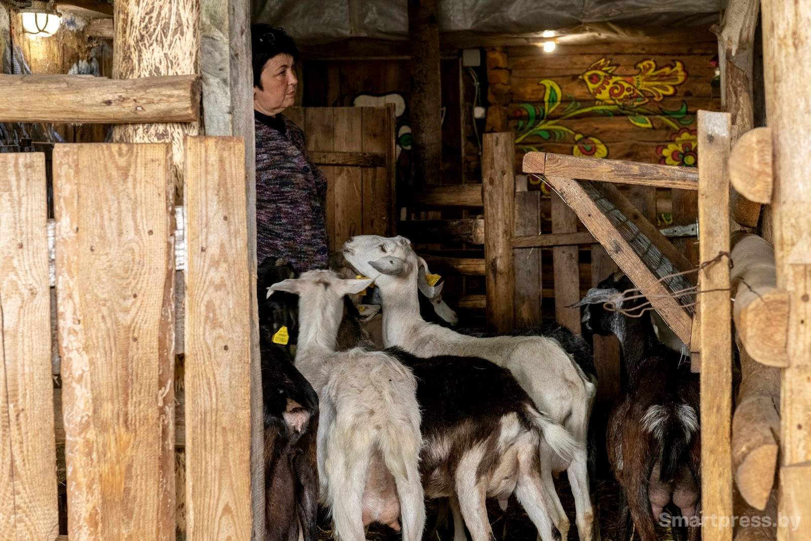 5-Женщина разводит коз в белорусской деревне.jpg