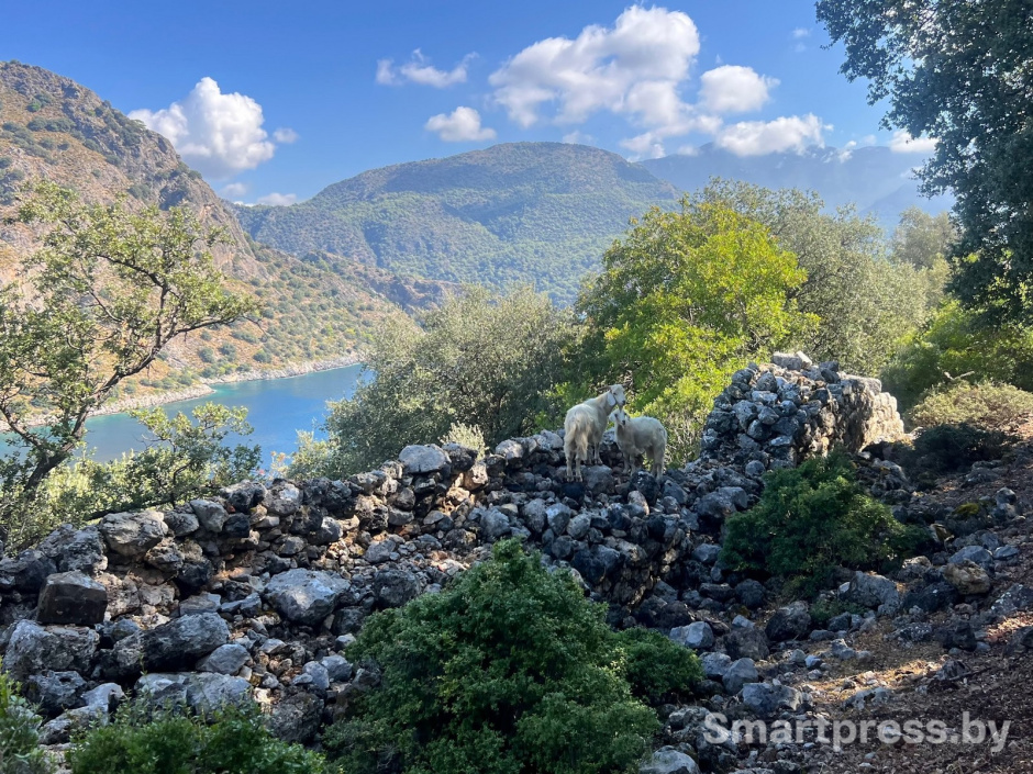 27-Горные козлы единственные обитатели острова Святого Николая.jpg