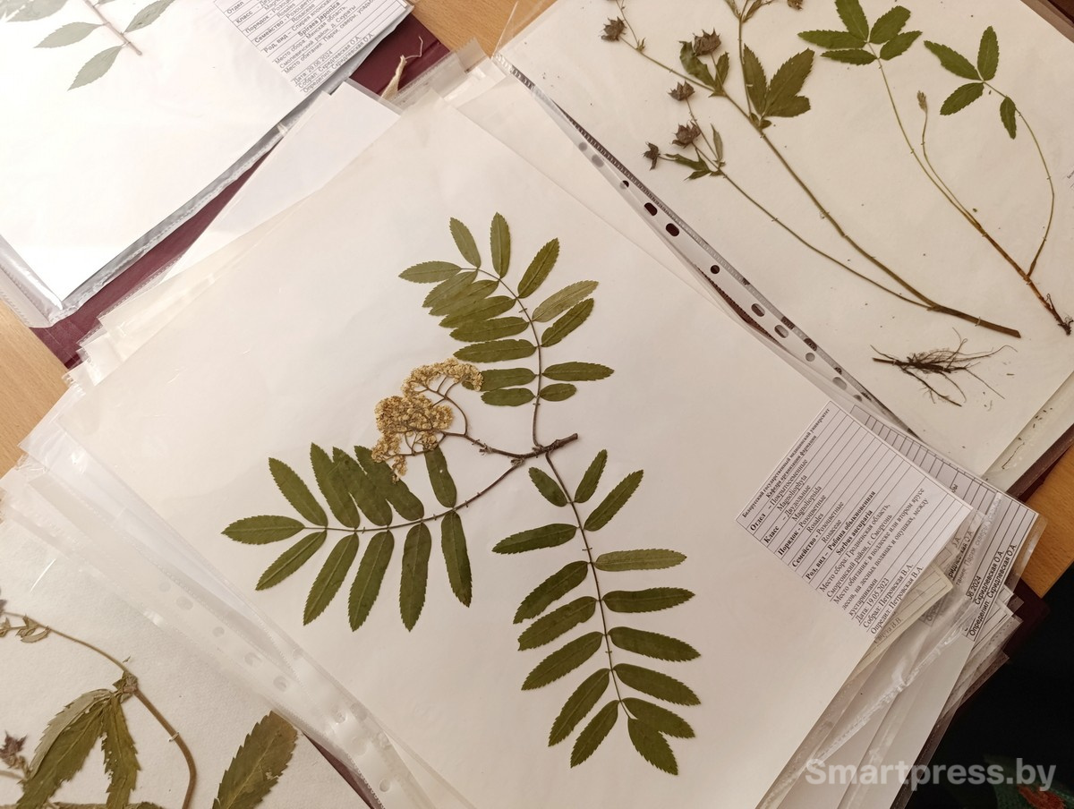 Один из образцов гербария медуниверситета.jpg
