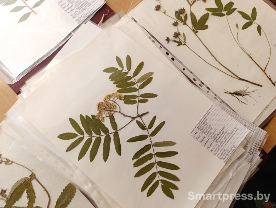 Один из образцов гербария медуниверситета.jpg