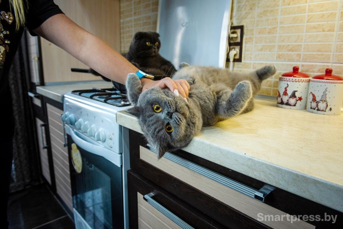 12-Бакс нежится на столешнице.jpg