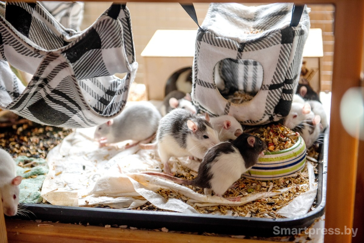 9-Домашние крысы из приюта RATуй.jpg