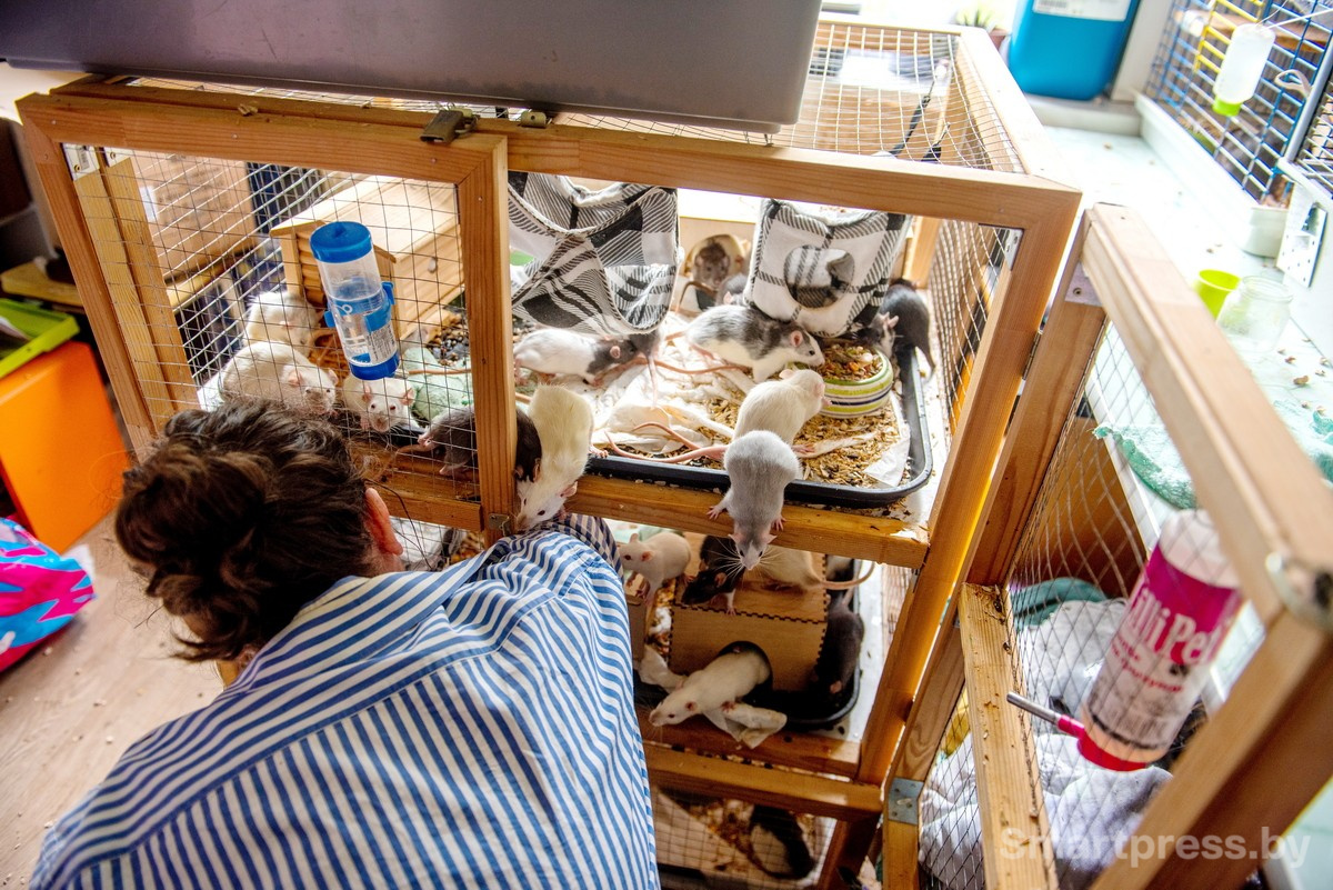 3-Домашние крысы из приюта RATуй.jpg