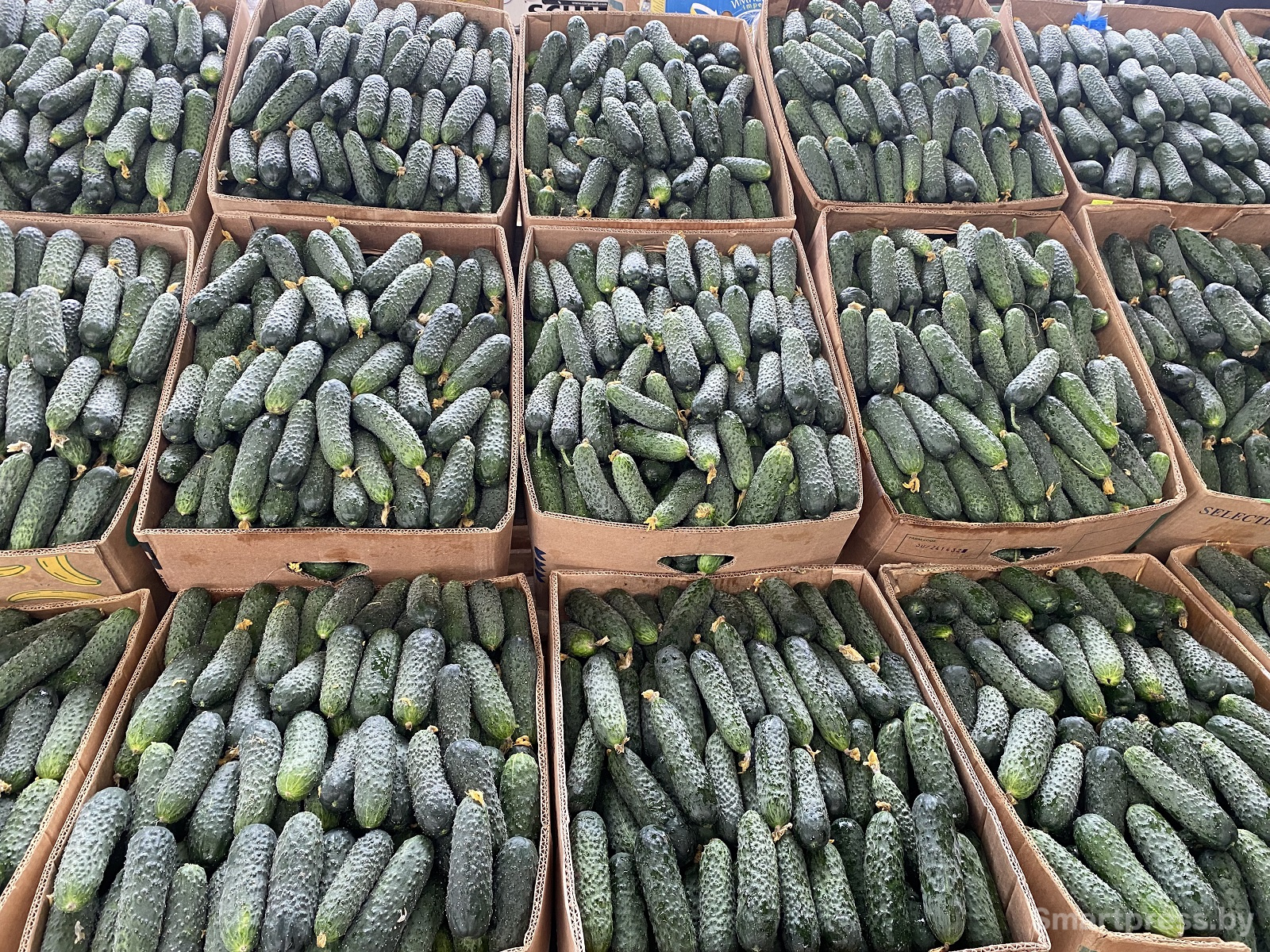 огурцы по 3,5 рэ крымские