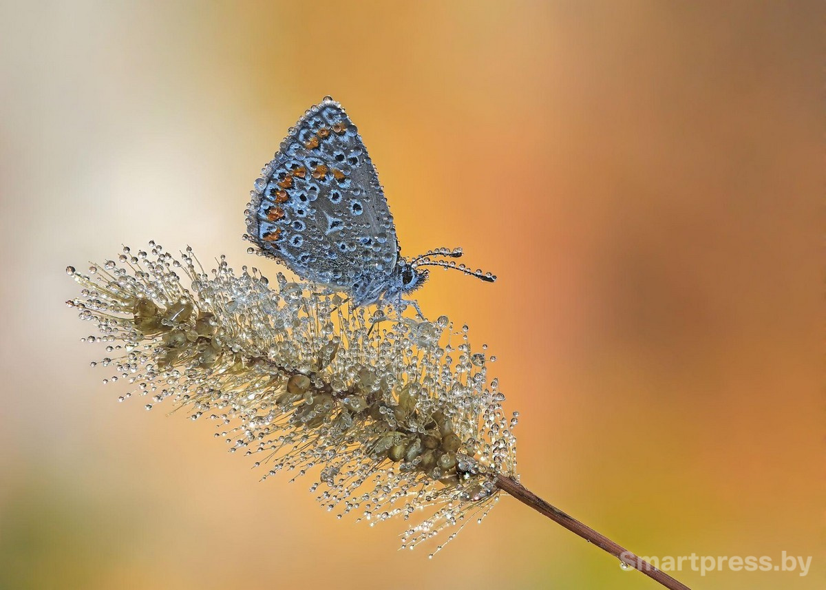 2-Утренняя голубянка фото Алексея Чепленко.jpg