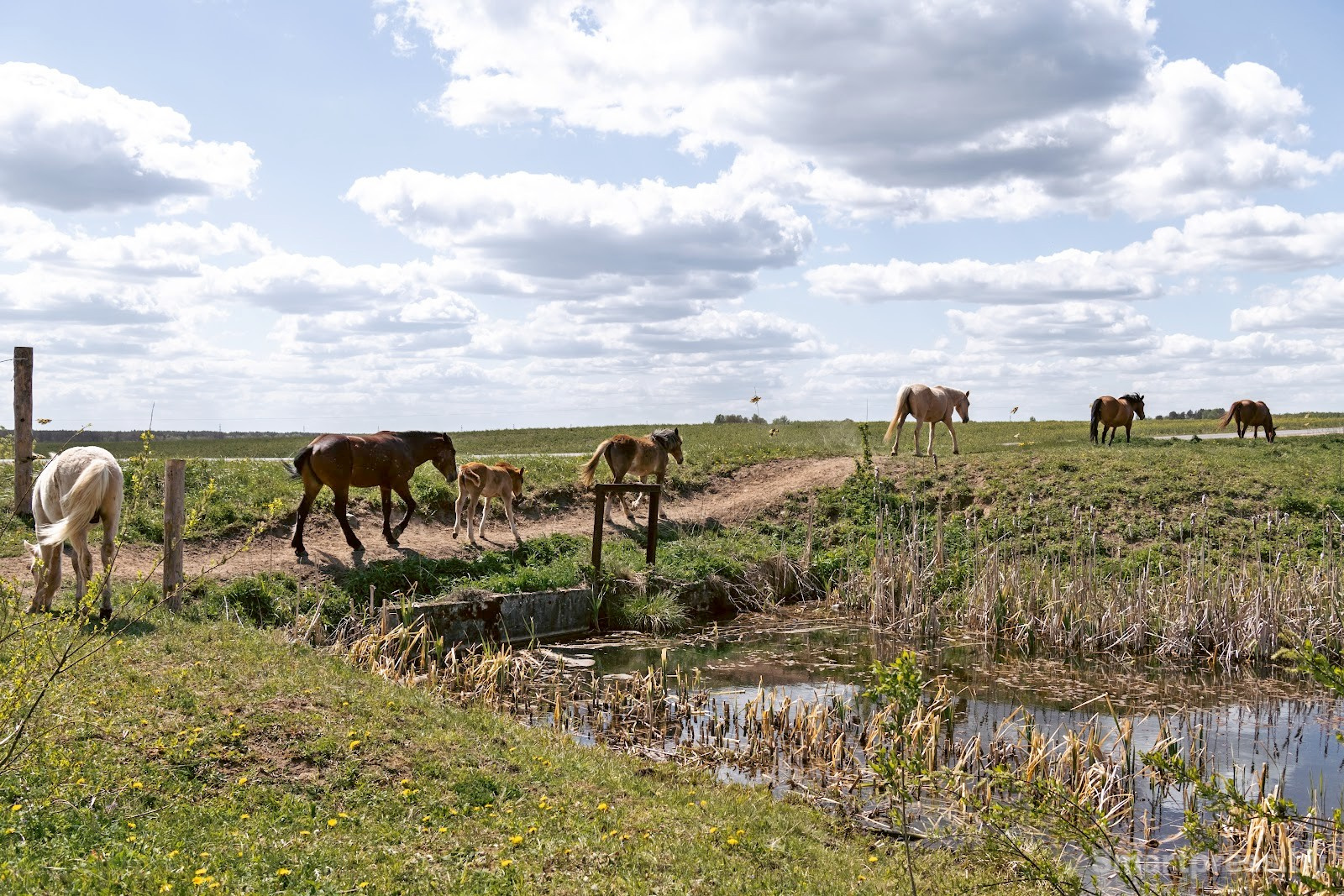 25-Лошади полесской породы в Воложинском районе.jpg 25-Лошади полесской породы в Воложинском районе.jpg