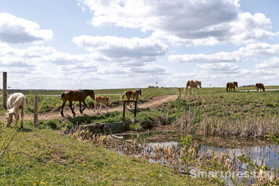25-Лошади полесской породы в Воложинском районе.jpg