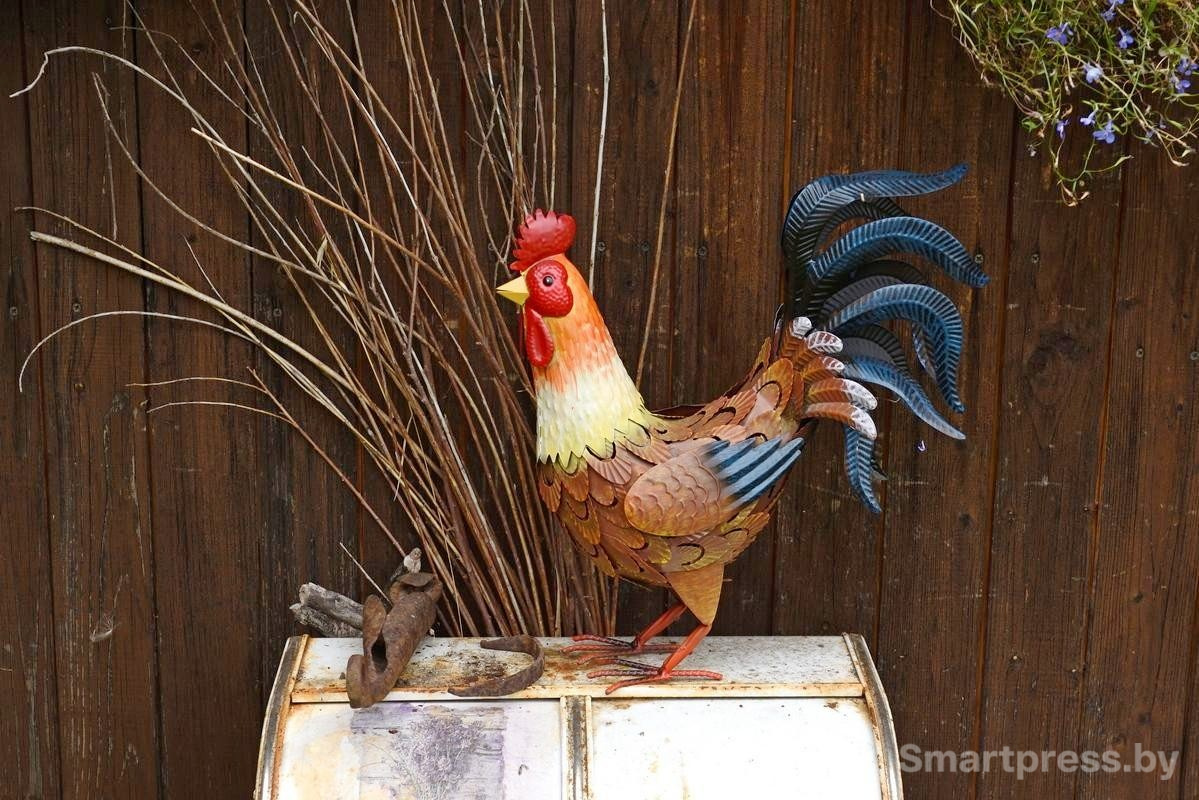 6-Галльский петух на участке Гущенсковых в Барово.jpg