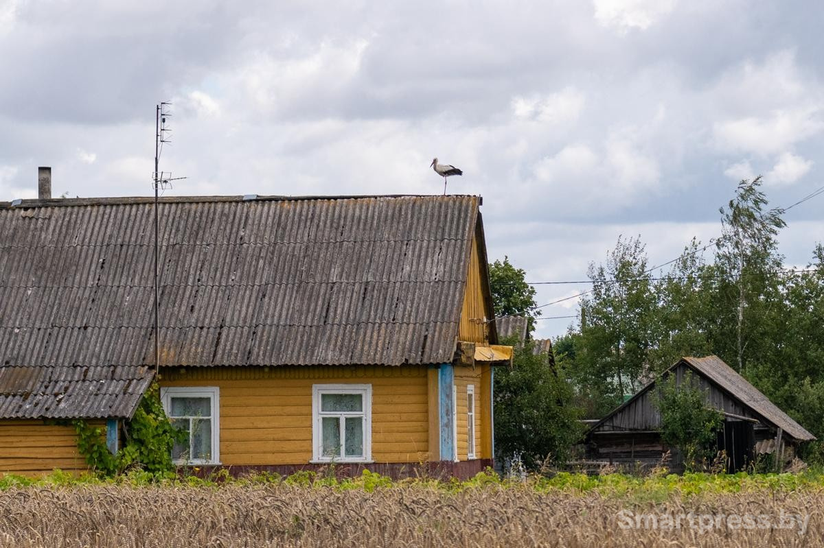 4-Аист на крыше деревенского дома.jpg