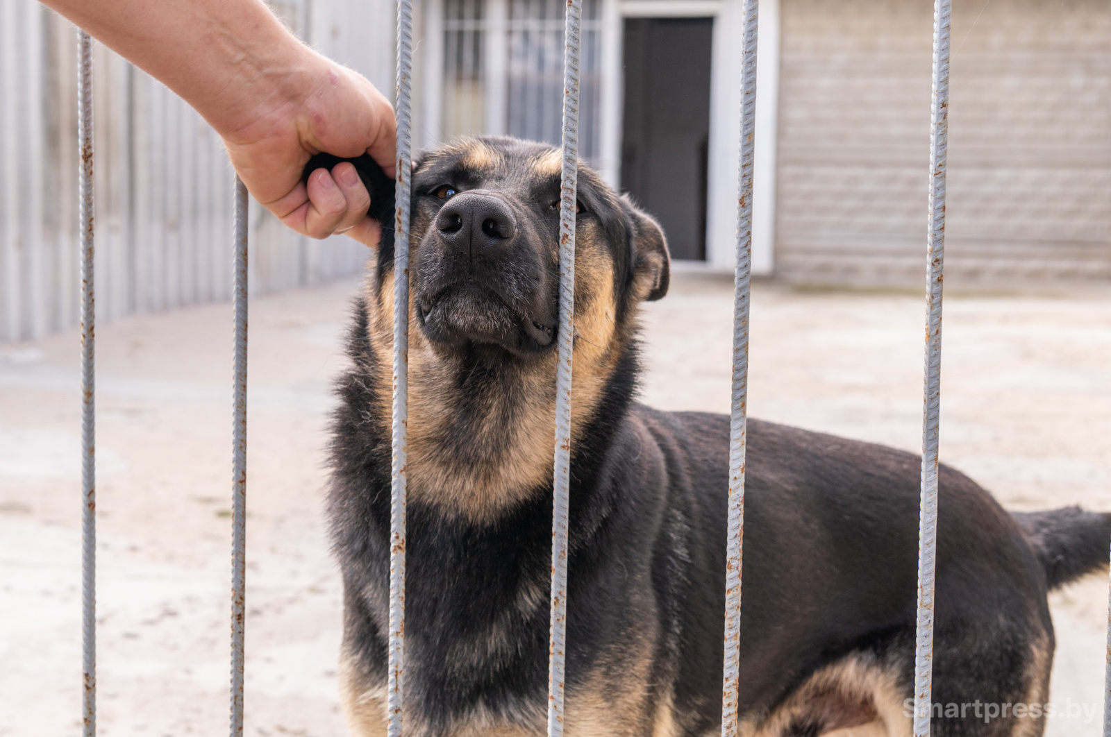 Кинологический центр "Из Кифы"