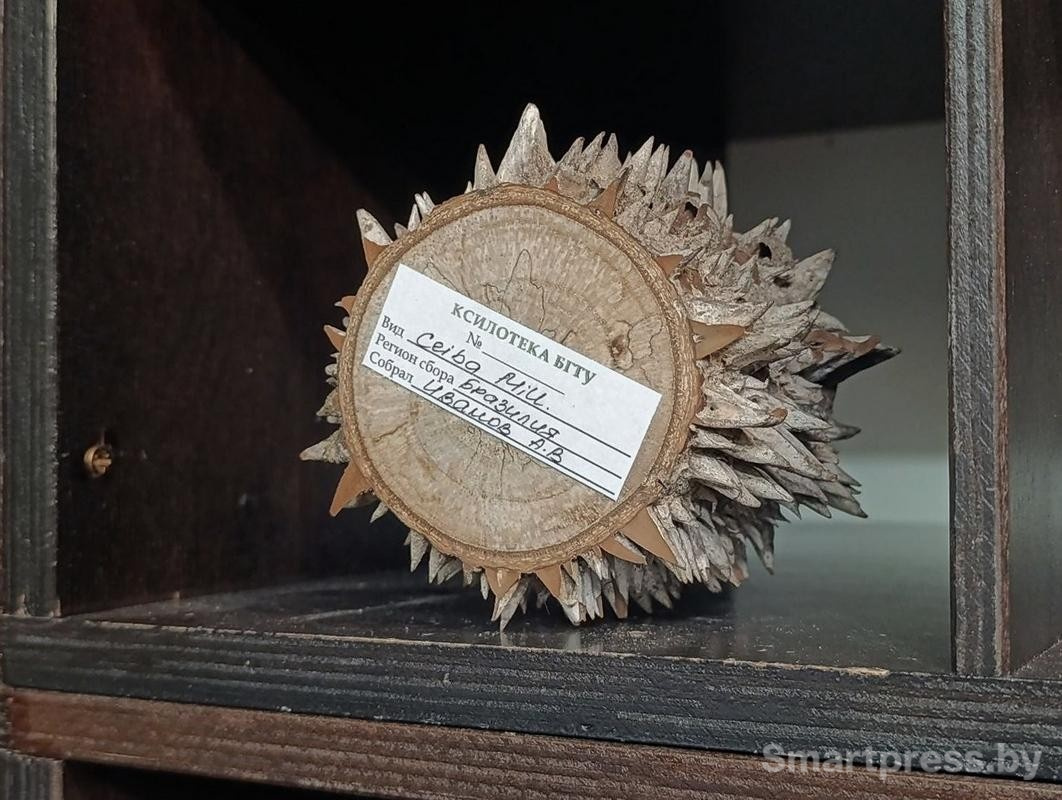 15-Коллекция ксилотеки БГТУ.jpg