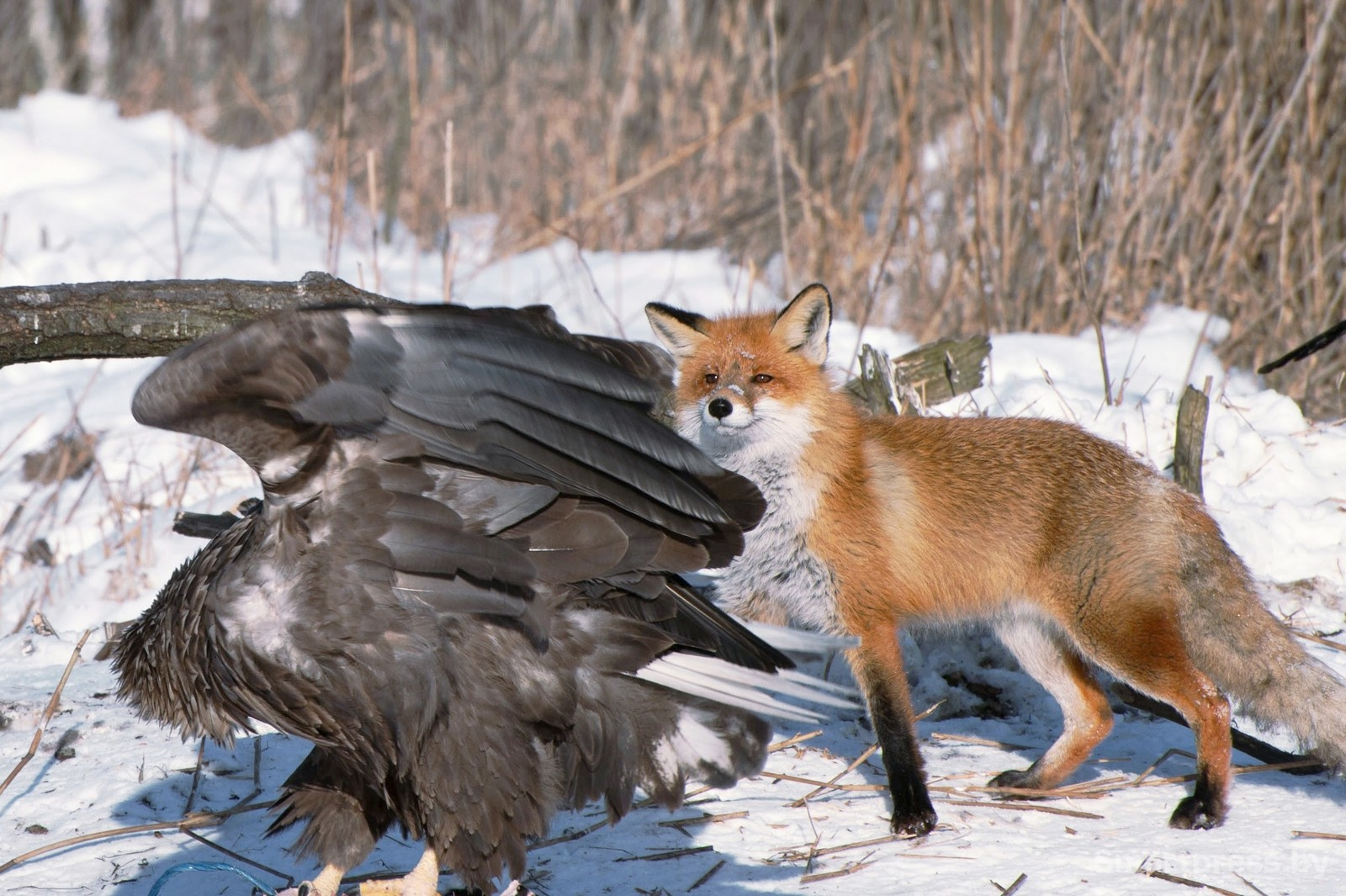 22-Противостояние лисы и орлана-белохвоста.jpg