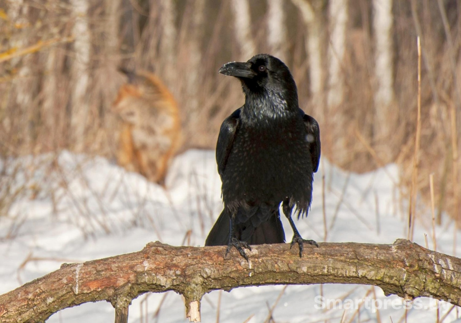 4-Ворон в лесу.jpg 4-Ворон в лесу.jpg