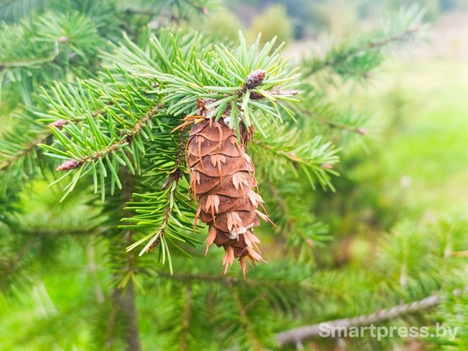 21-Шишка Дугласии.jpg