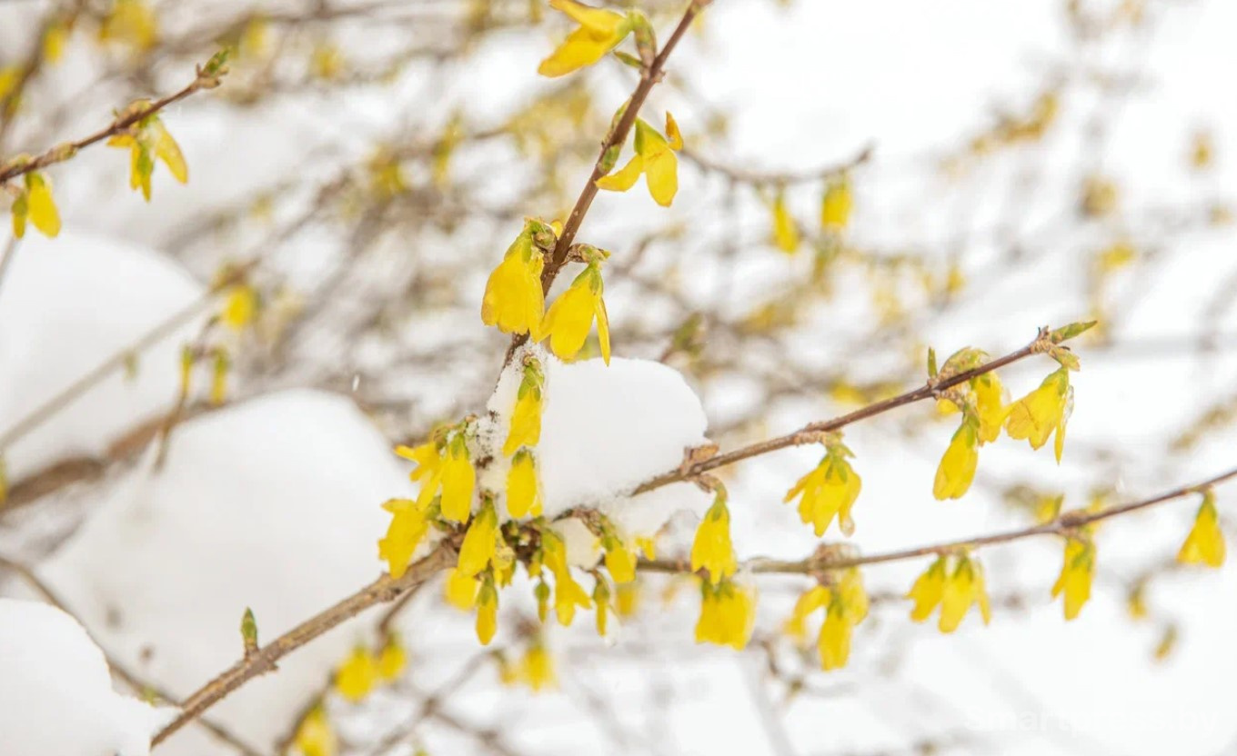 В апреле выпал снег.jpg