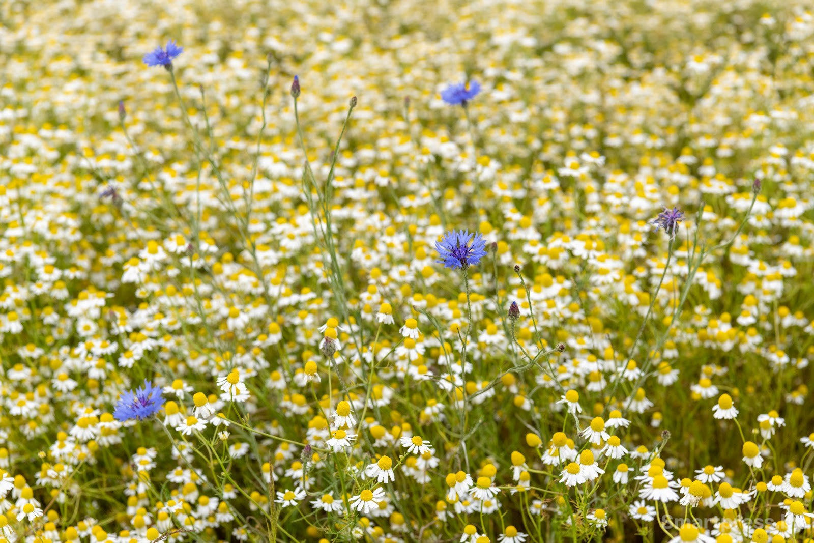 3-200 гектаров ромашки в деревне Пищалово.jpg