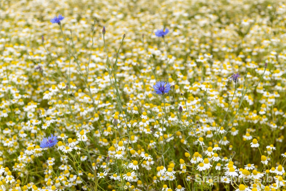 3-200 гектаров ромашки в деревне Пищалово.jpg
