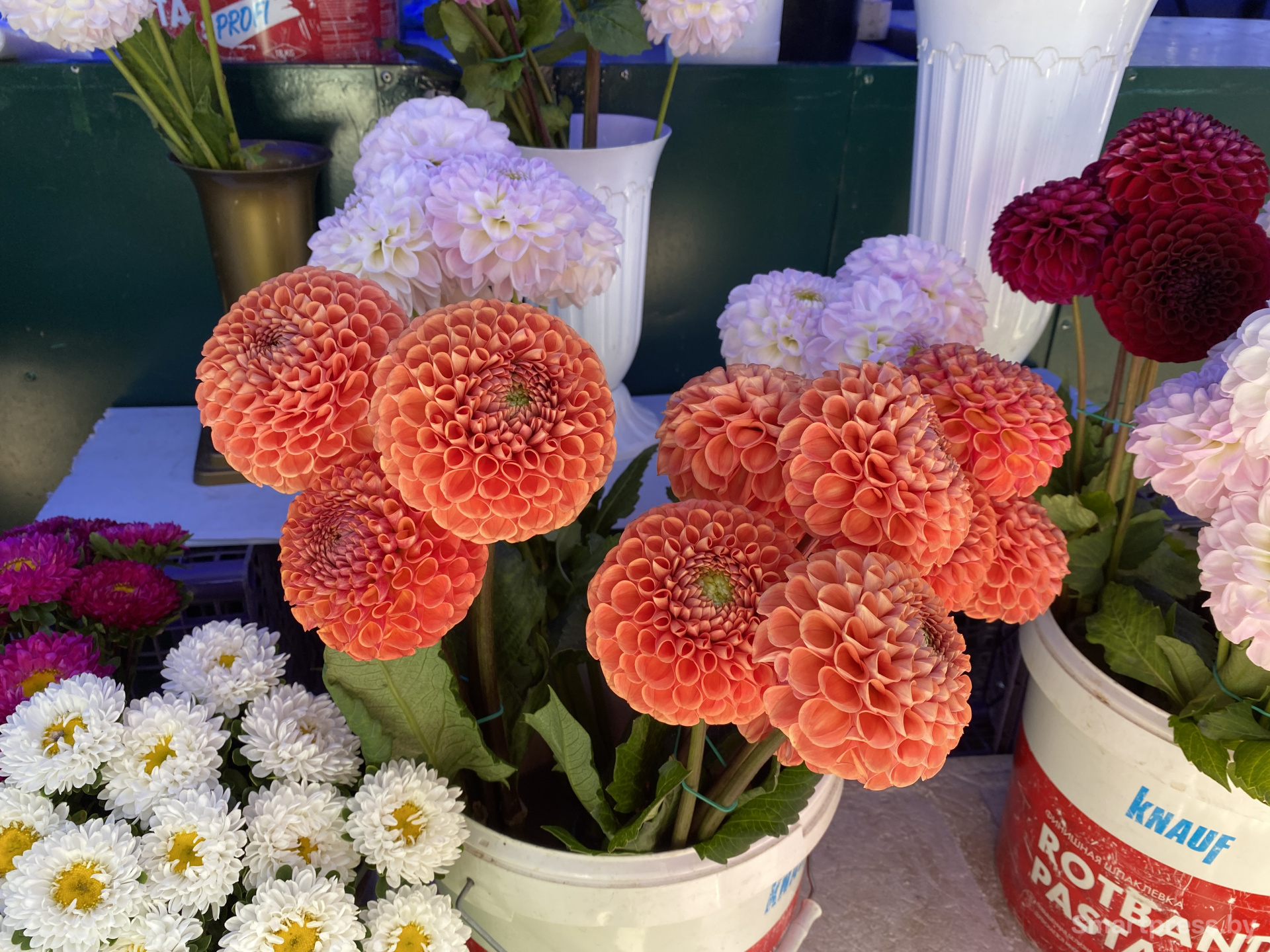 Пышные георгины