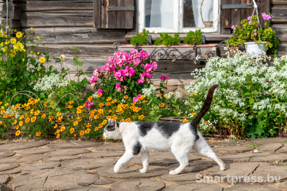 4-Кошка в парке истории Сула.jpg