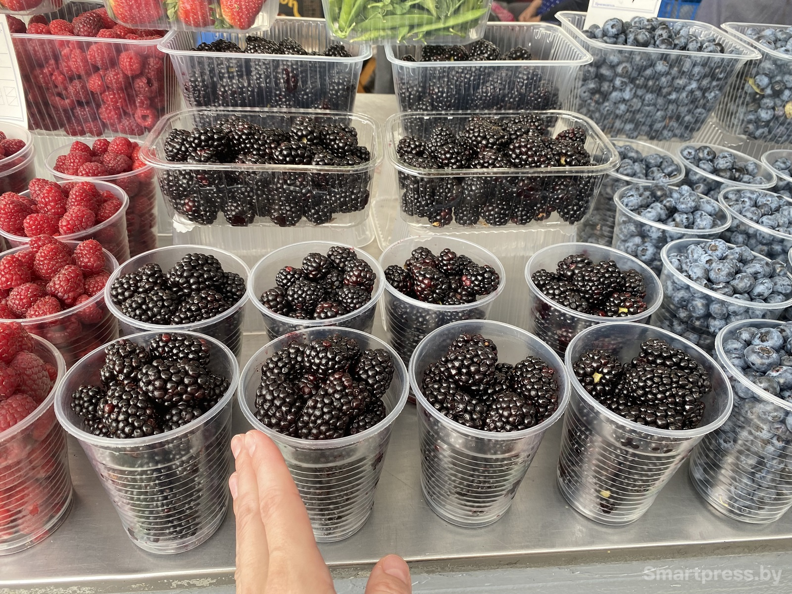 крупная ежевика