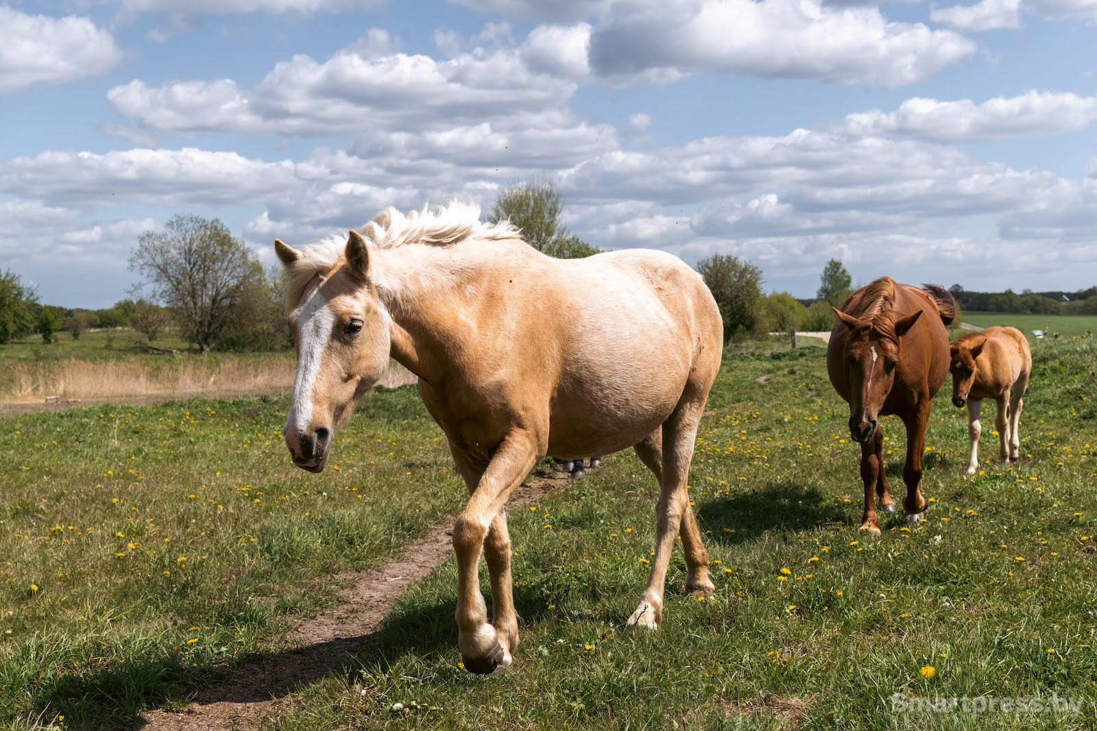 24-Лошади полесской породы в Воложинском районе.jpg