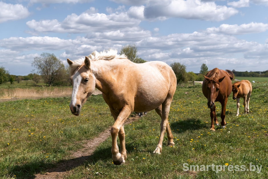 24-Лошади полесской породы в Воложинском районе.jpg
