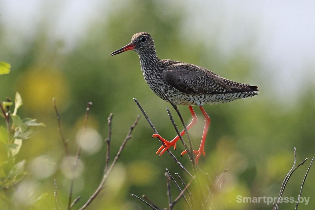 13-Птица травник.jpg