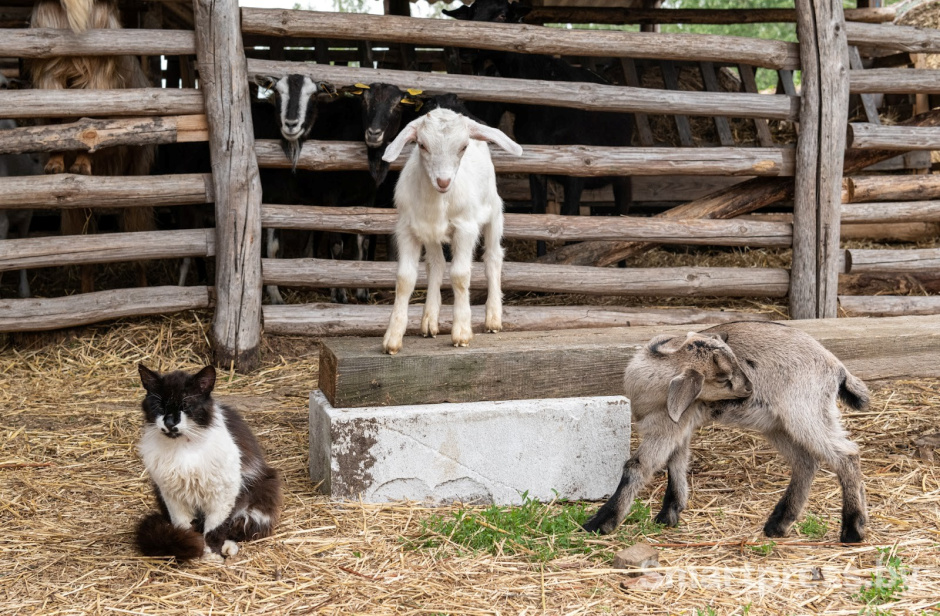 26-Козья ферма в деревне Высокое.jpg 26-Козья ферма в деревне Высокое.jpg