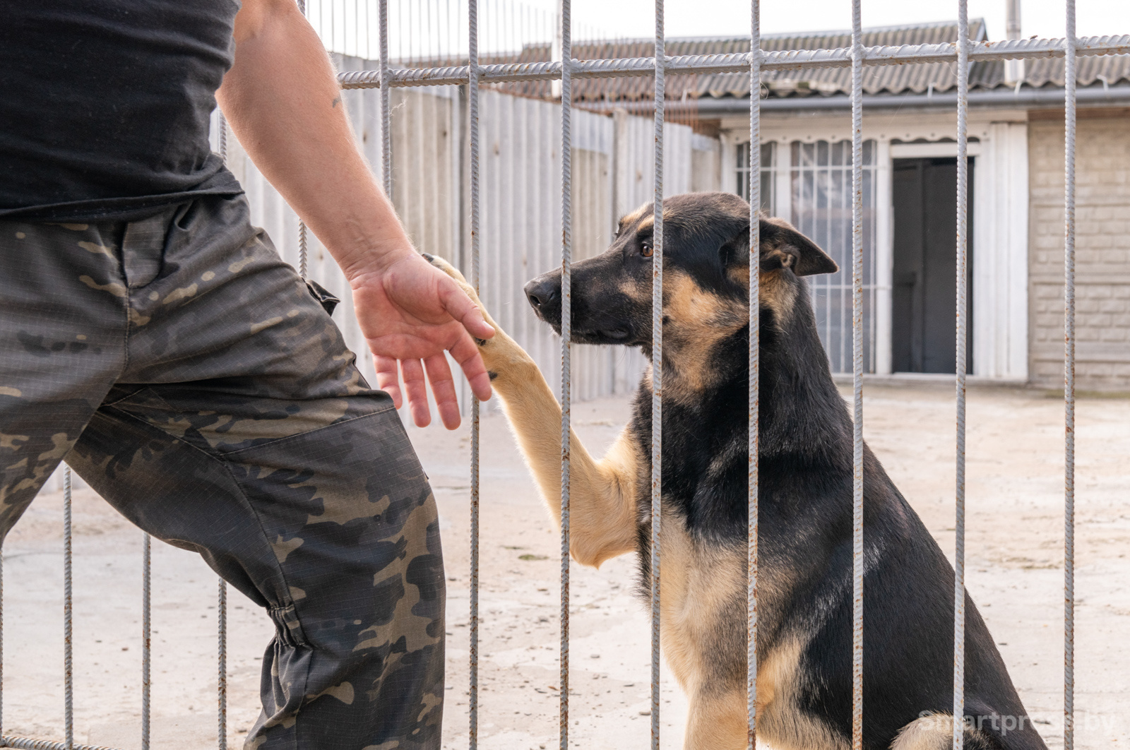 Кинологический центр "Из Кифы"