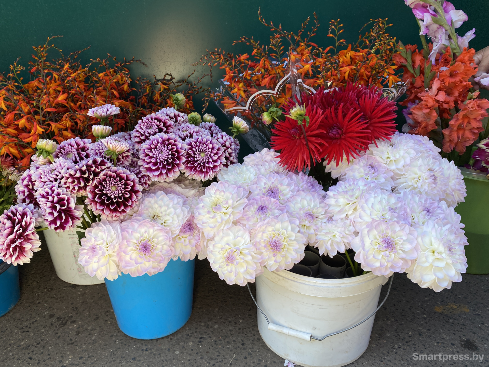 Красивые георгины