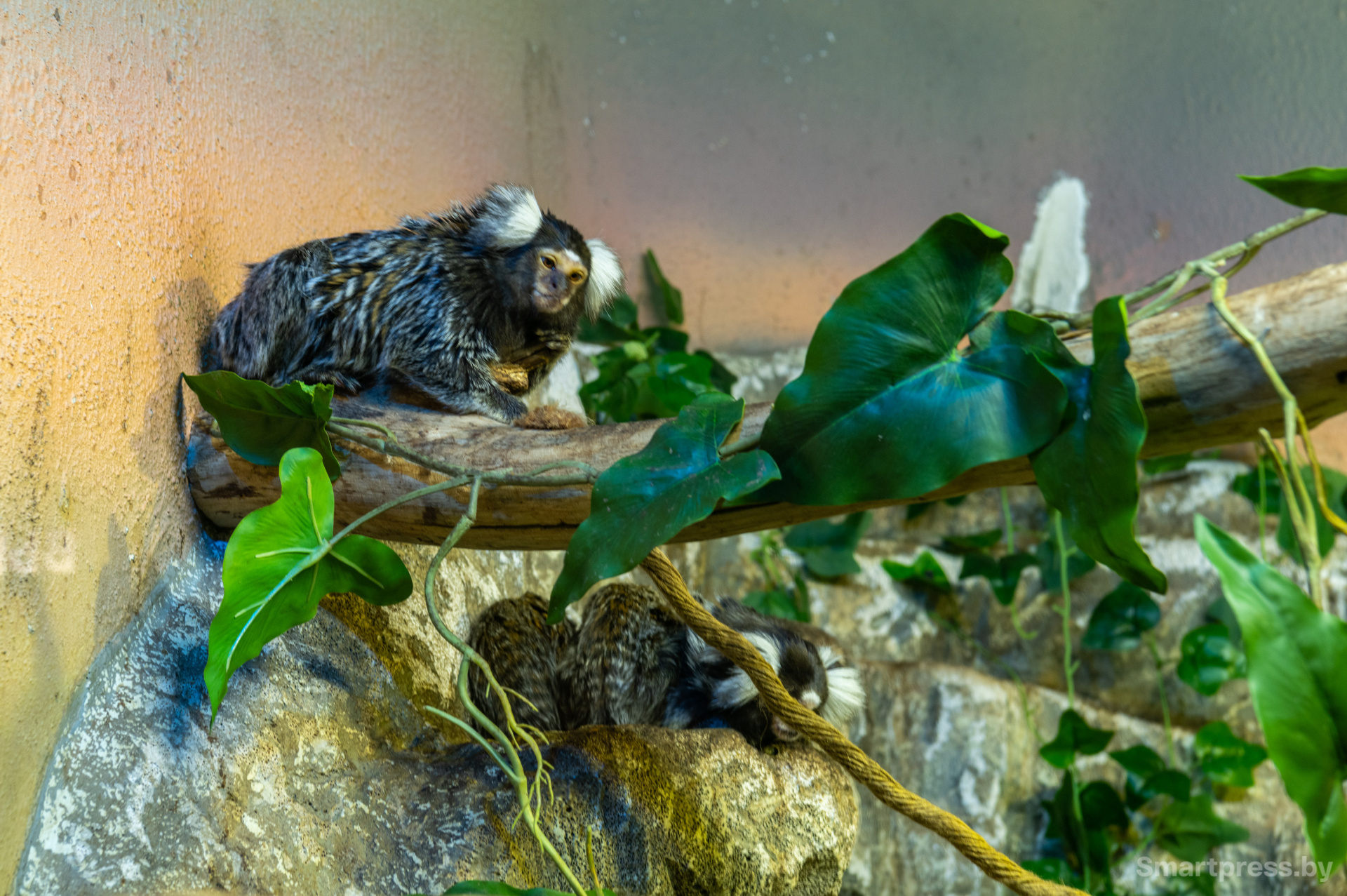 Обыкновенные игрунки.jpg