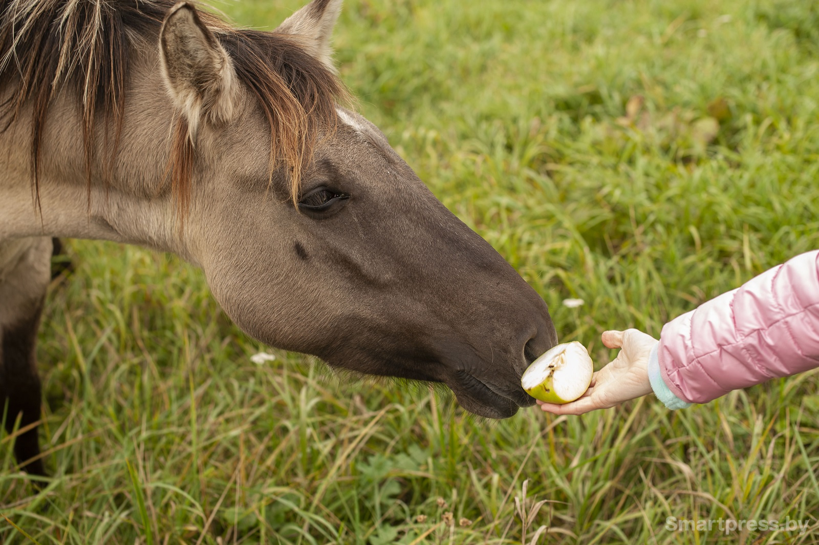 лошадь ест из рук