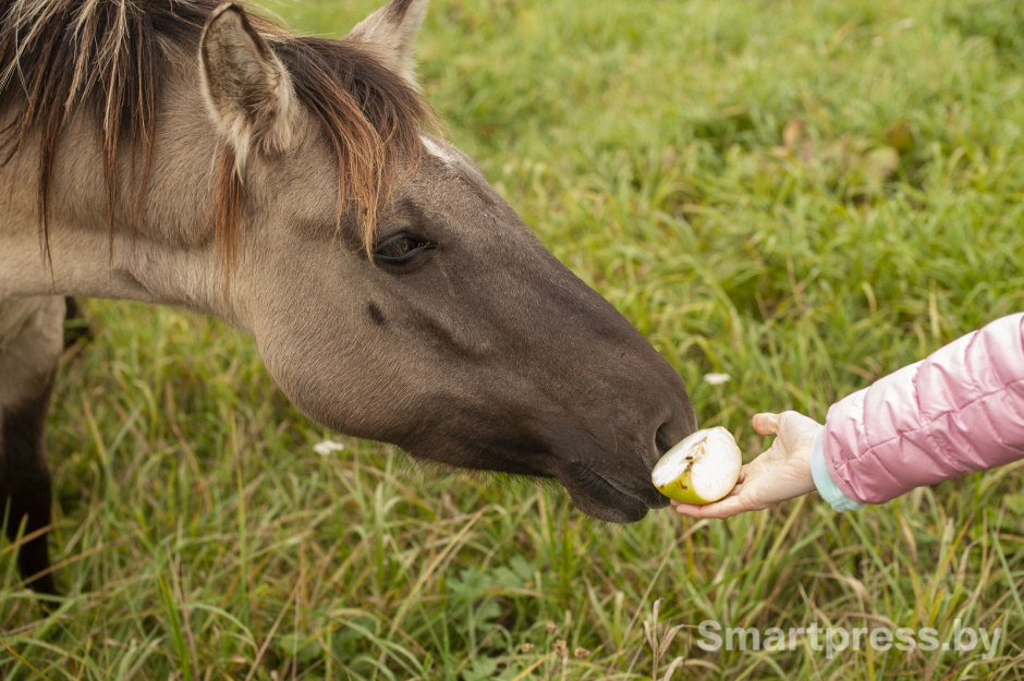 лошадь ест из рук лошадь ест из рук