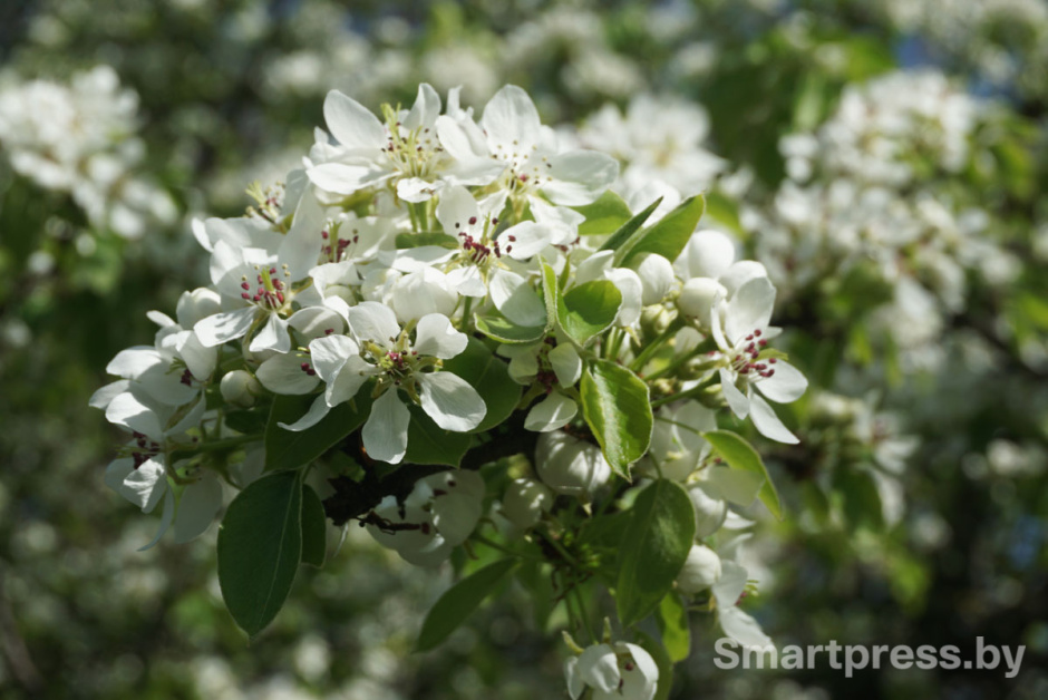 цветение деревьев.jpg