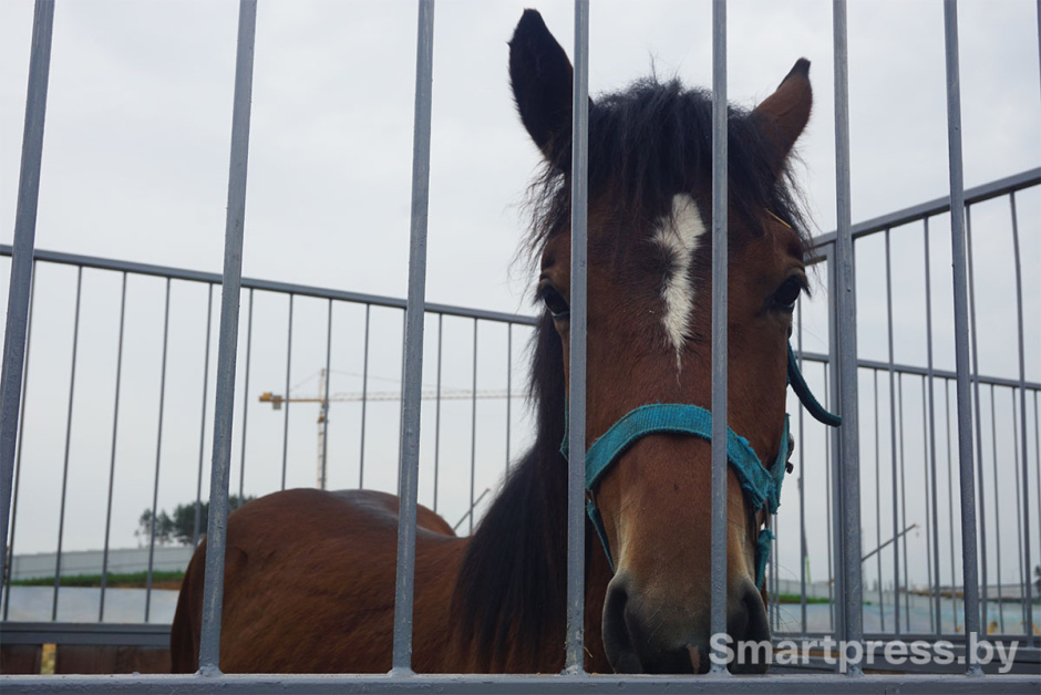 белорусская упряжная лошадь3.jpg
