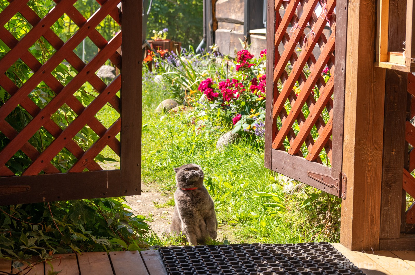 24-Кот Феденька.jpg