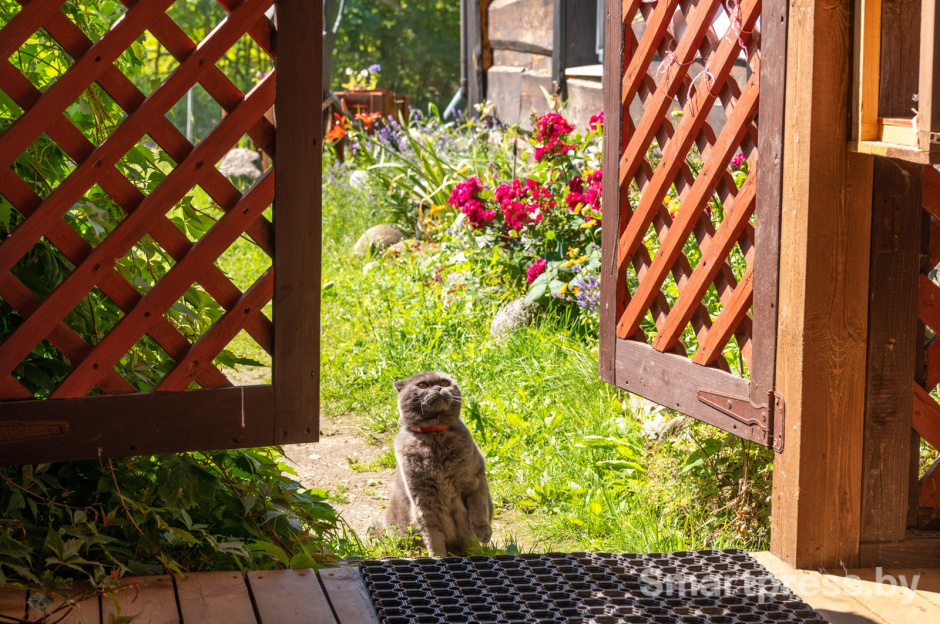 24-Кот Феденька.jpg