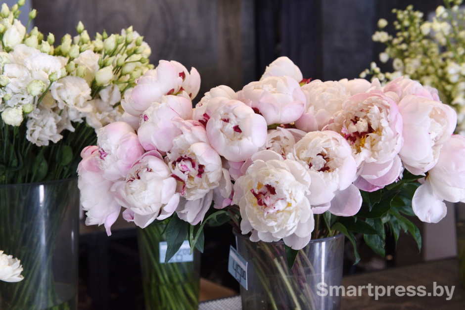 Vetka-Kvetka пионы