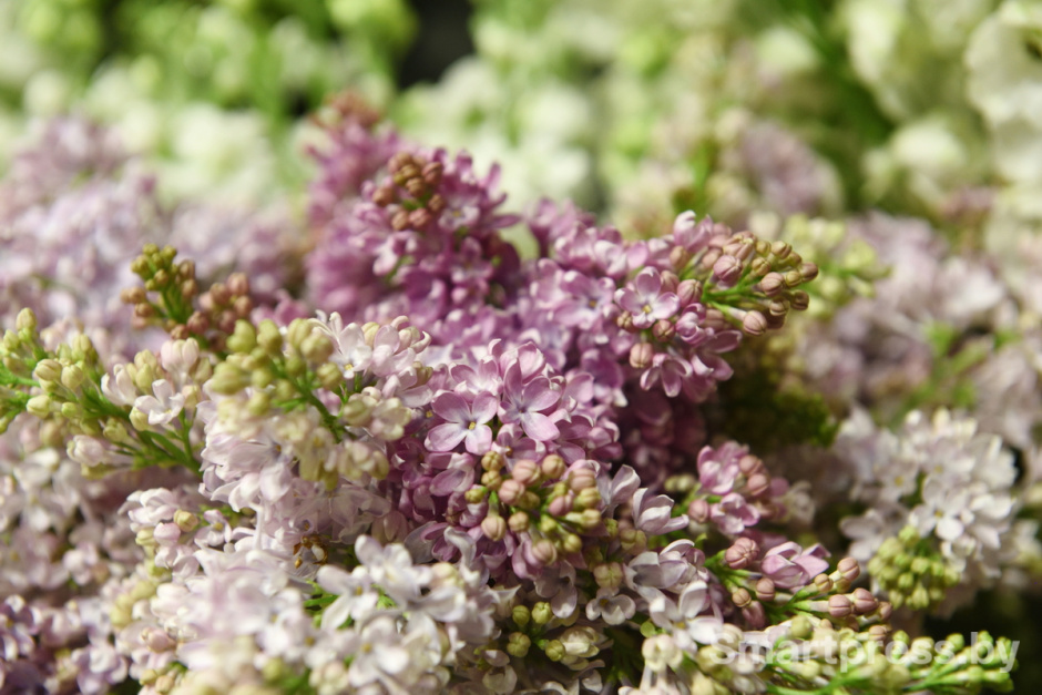 Vetka-Kvetka сирень