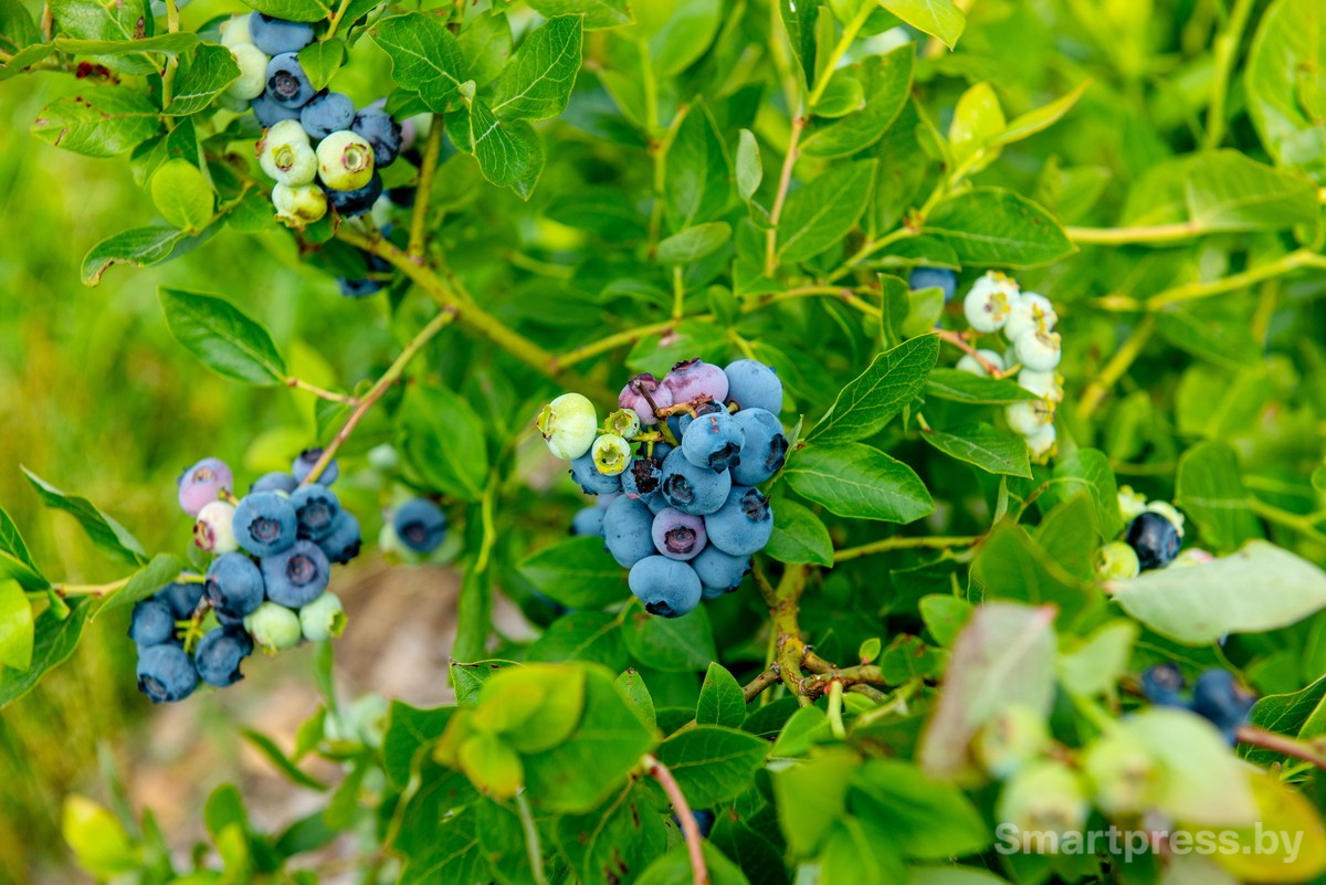 11-Голубика.jpg