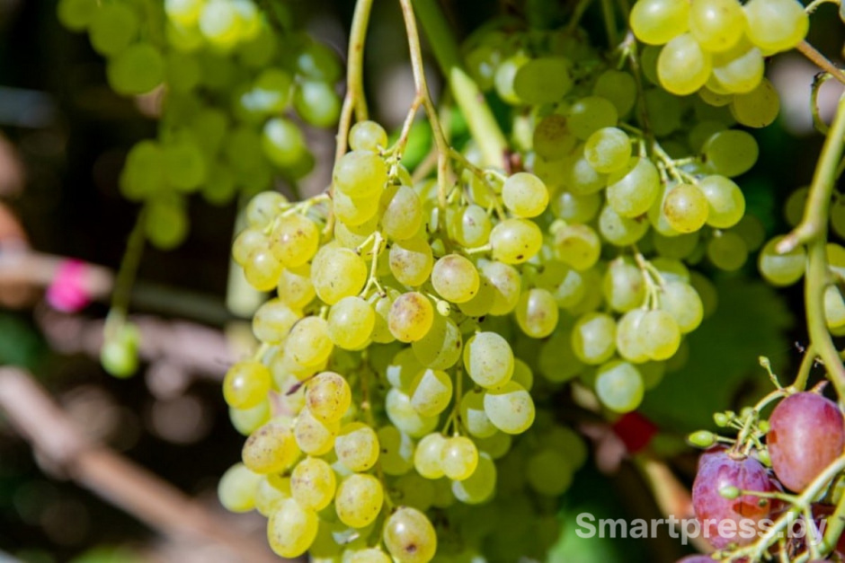13-Гроздья винограда.jpg