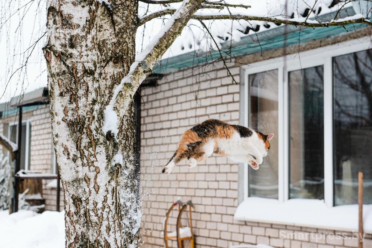 5-Кошка Мила не обрадовалась гостям.jpg