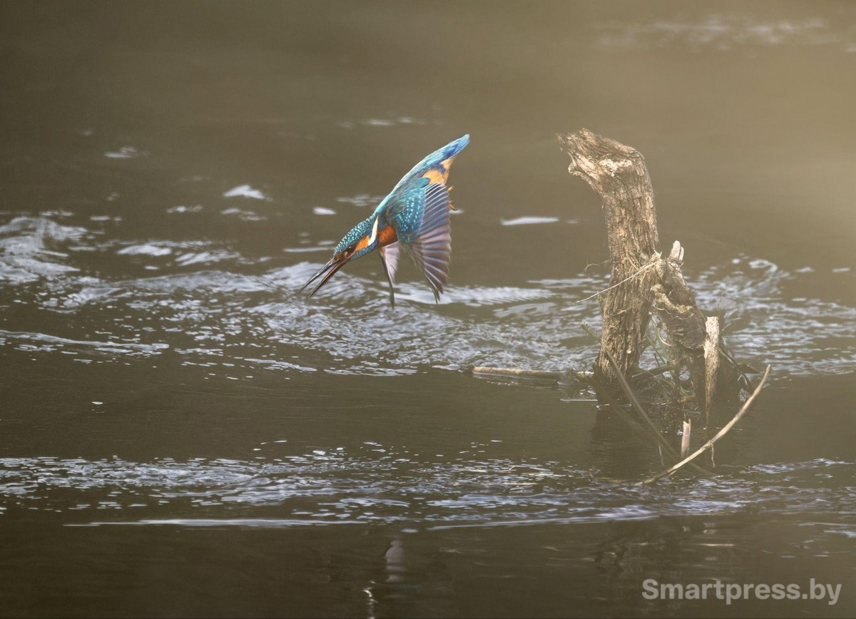 11-Вижу цель. Атакую Фото Дмитрия Романенко.jpg